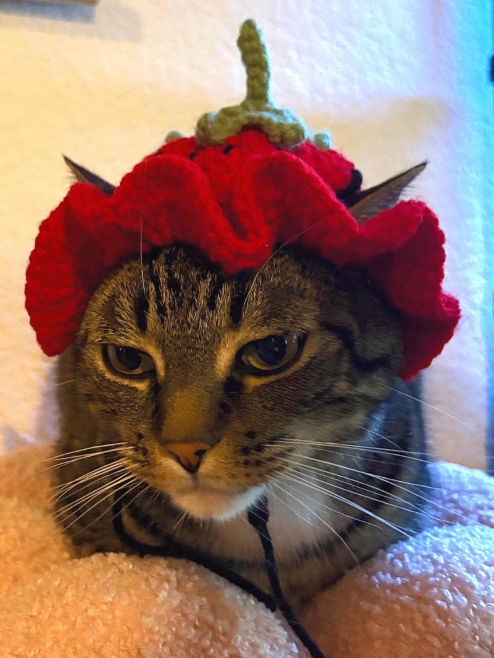 🍓Handmade Crochet Strawberry Hat for Small Pets🍓